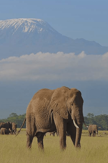 kenya