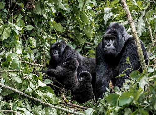 Gorilla Treks & Safari Drives