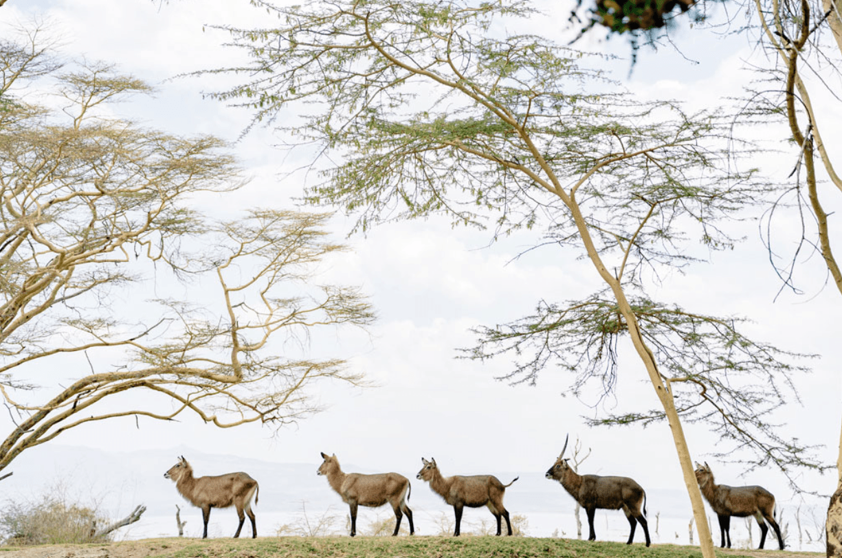 Lake Naivasha Simba Lodge