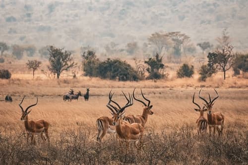Rwanda