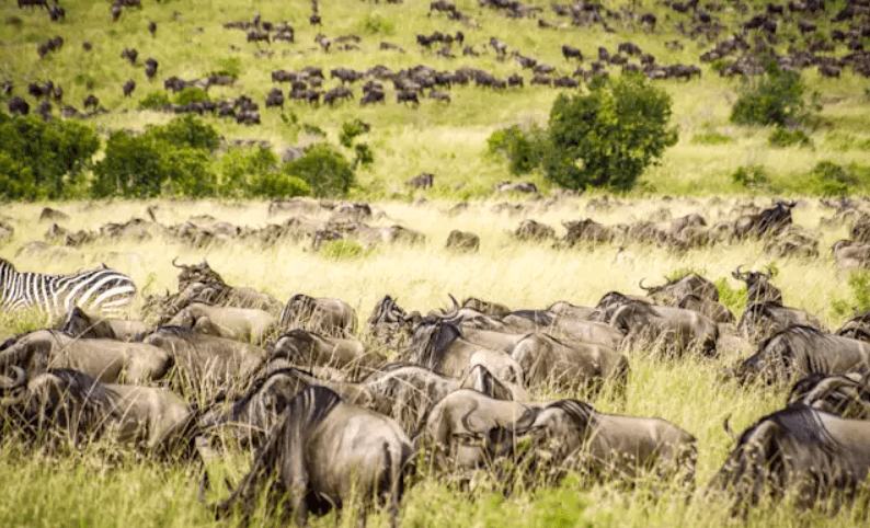 Masai Mara, Lake Nakuru and Lake Naivasha