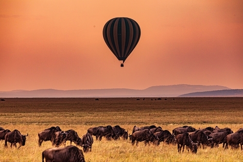 Kenya Signature Safari and City Luxe